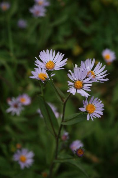 Aster. Photo by LibbyMT.com.