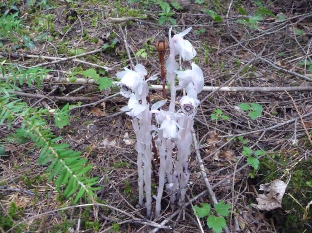 Indian Pipe . Photo by Bob Hosea.