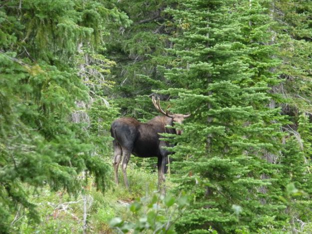 Bull Moose. Photo by Bob Hosea.