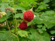Thimbleberries. Photo by Bob Hosea.