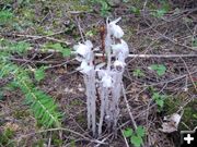 Indian Pipe . Photo by Bob Hosea.