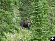 Bull Moose. Photo by Bob Hosea.