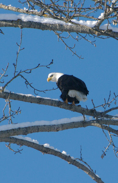 Bald Eagle. Photo by Kootenai Valley Record.