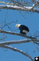 Bald Eagle. Photo by Kootenai Valley Record.