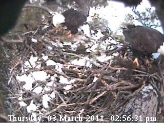 March 3, 2011. Photo by Libby Dam Bald Eagle Cam.