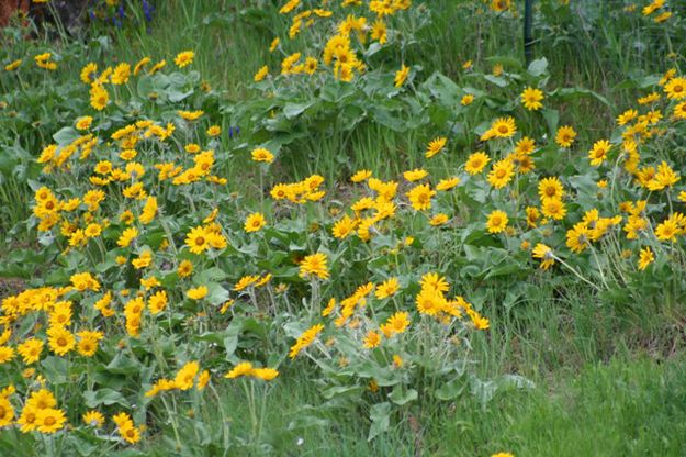 Arrowleaf Balsamroot. Photo by LibbyMT.com.