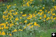 Arrowleaf Balsamroot. Photo by LibbyMT.com.