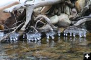 Beautiful ice formation. Photo by LibbyMT.com.