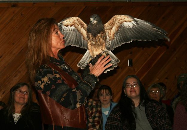 Swainson's Hawk. Photo by LibbyMT.com.