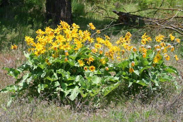 Arrowleaf Balsamroot. Photo by LibbyMT.com.