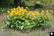 Arrowleaf Balsamroot. Photo by LibbyMT.com.