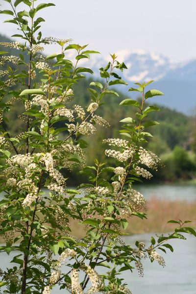 Along the Kootenai. Photo by LibbyMT.com.