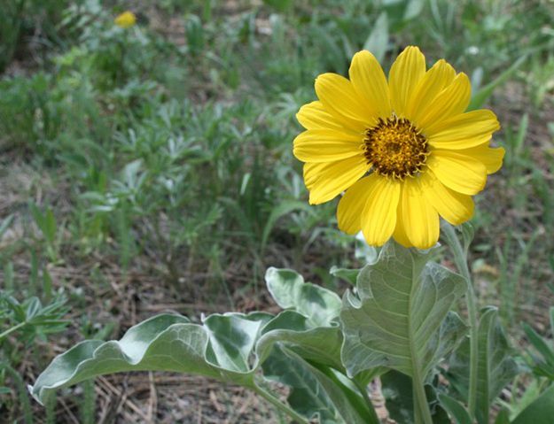 Arrowleaf Balsamroot. Photo by LibbyMT.com.