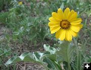 Arrowleaf Balsamroot. Photo by LibbyMT.com.