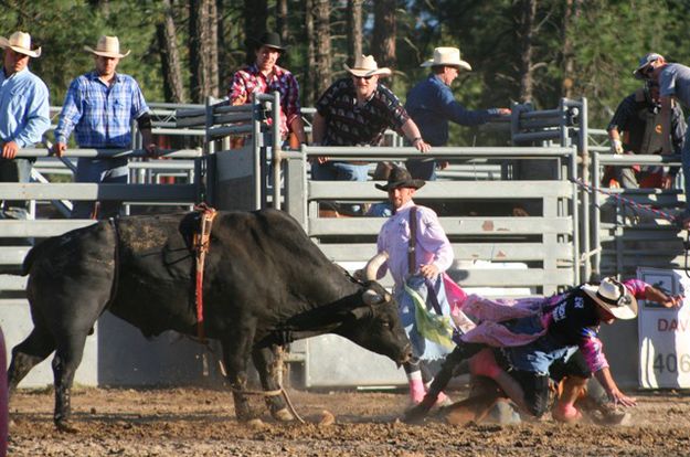 A little bullfighter help. Photo by LibbyMT.com.