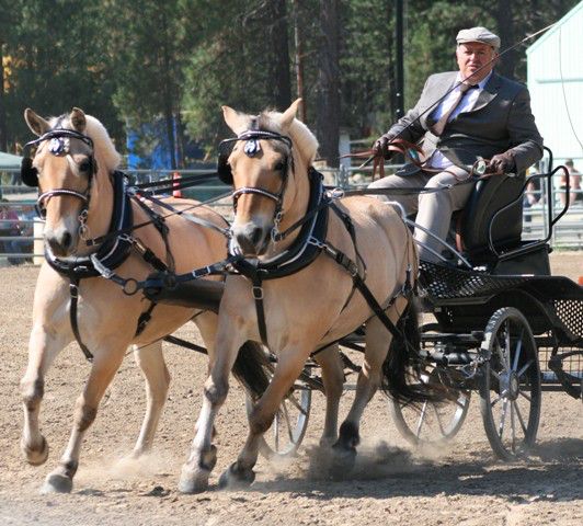 Fjord Horse Show. Photo by LibbyMT.com.