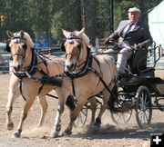 Fjord Horse Show. Photo by LibbyMT.com.