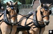 Fjord Horses. Photo by LibbyMT.com.