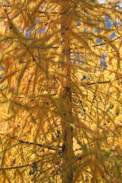Larch. Photo by LibbyMT.com.