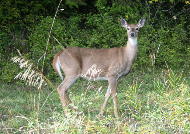 White-tailed deer. Photo by LibbyMT.com.