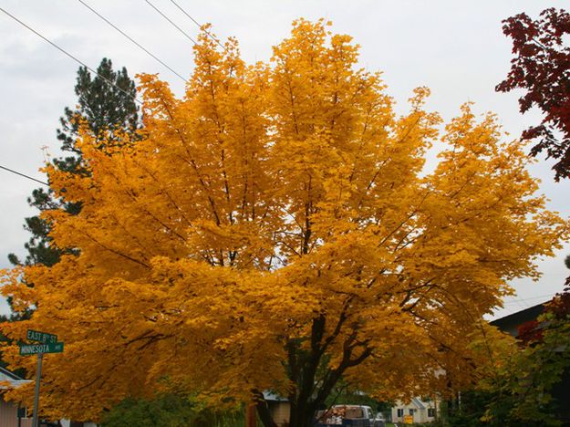 Maple tree. Photo by LibbyMT.com.