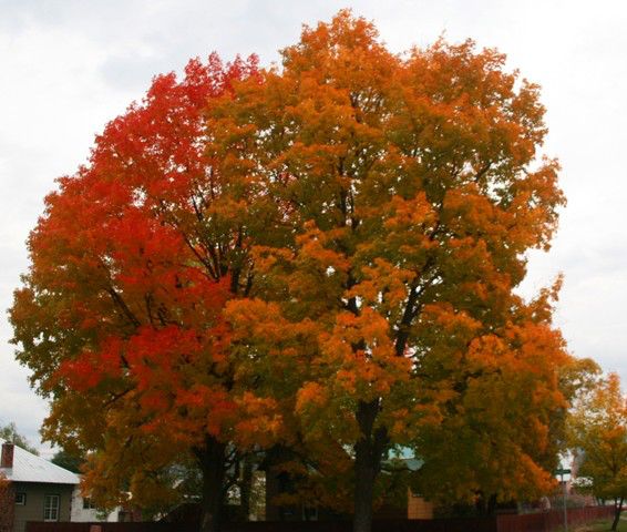 Maple trees. Photo by LibbyMT.com.