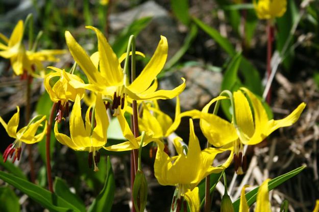 Glacier Lilies. Photo by LibbyMT.com.