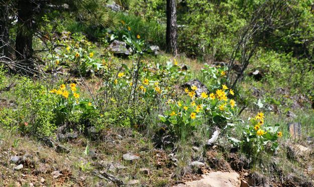 Arrowleaf Balsamroot. Photo by LibbyMT.com.