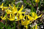 Glacier Lilies. Photo by LibbyMT.com.