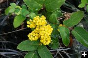 Oregon Grape. Photo by LibbyMT.com.