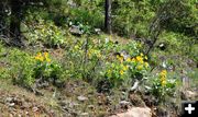 Arrowleaf Balsamroot. Photo by LibbyMT.com.