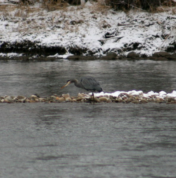 Did this great blue heron come to watch?. Photo by LibbyMT.com.