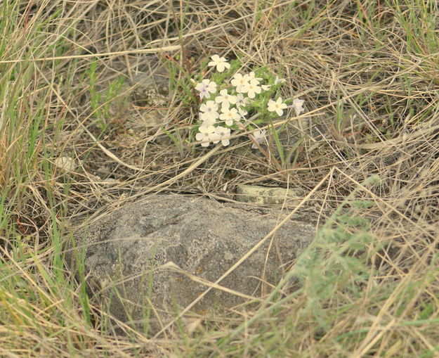 Phlox. Photo by LibbyMT.com.