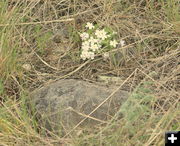 Phlox. Photo by LibbyMT.com.