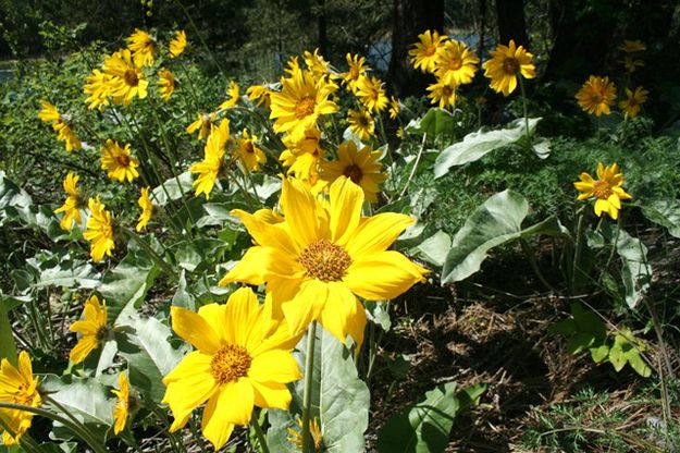 Arrowleaf Balsamroot. Photo by LibbyMT.com.