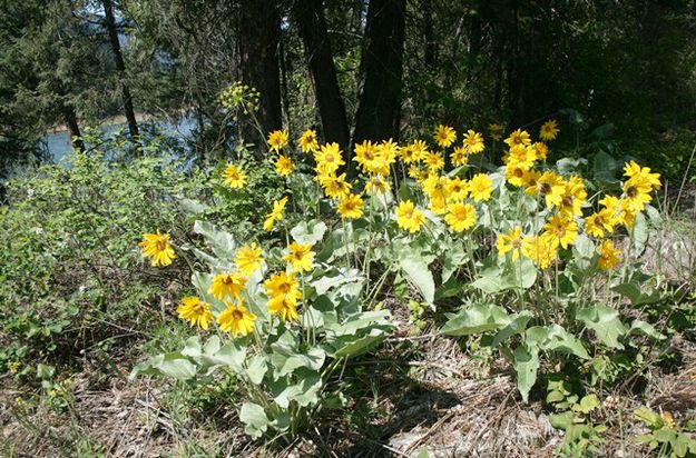 Arrowleaf Balsamroot. Photo by LibbyMT.com.