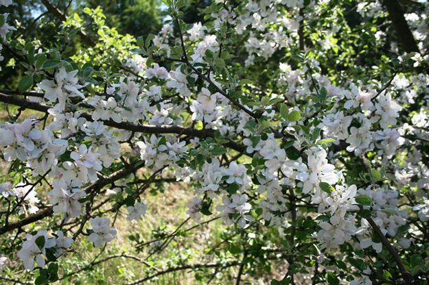 Apple blossoms. Photo by LibbyMT.com.