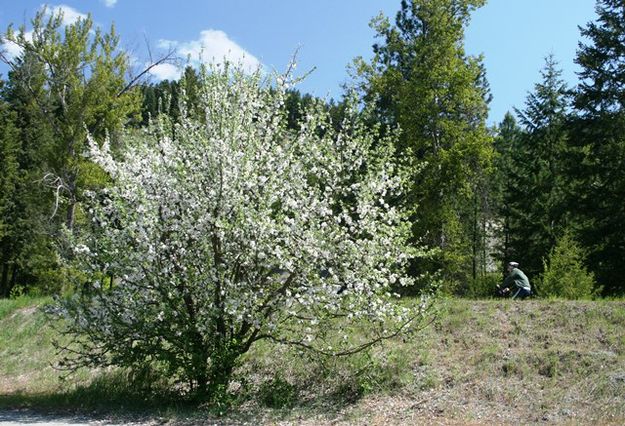 Apple tree along the route. Photo by LibbyMT.com.