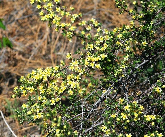 Bitterbrush. Photo by LibbyMT.com.