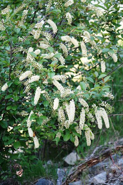 Chokecherry. Photo by LibbyMT.com.