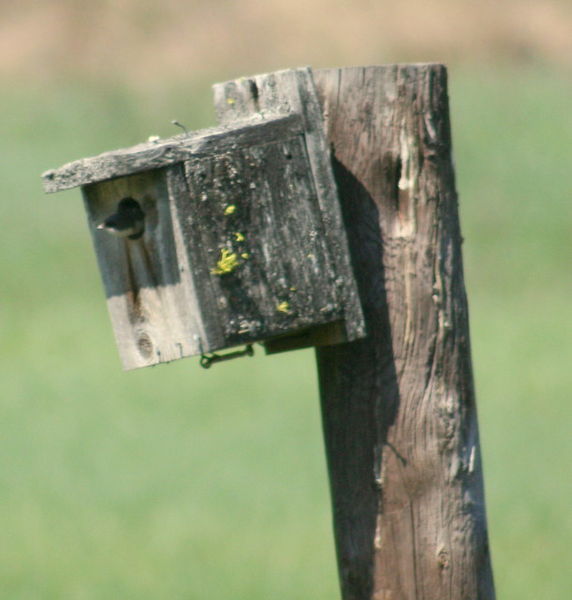 Swallow town. Photo by LibbyMT.com.