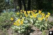 Arrowleaf Balsamroot. Photo by LibbyMT.com.