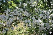 Apple blossoms. Photo by LibbyMT.com.