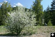 Apple tree along the route. Photo by LibbyMT.com.