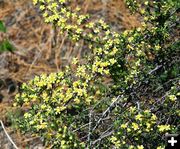 Bitterbrush. Photo by LibbyMT.com.