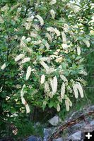 Chokecherry. Photo by LibbyMT.com.