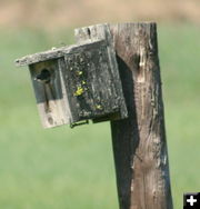 Swallow town. Photo by LibbyMT.com.