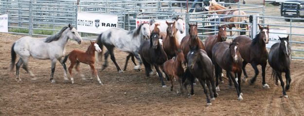 The horses take a turn. Photo by LibbyMT.com.