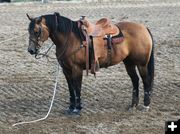 These horses are amazing. Photo by LibbyMT.com.