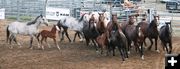 The horses take a turn. Photo by LibbyMT.com.